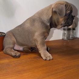 French Bulldog Puppies from Frenchies That