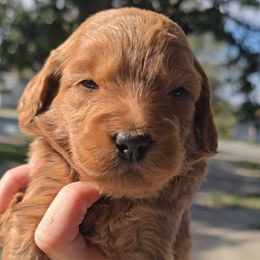 Oakley - Red  male Goldendoodle puppy in Red Oak, Iowa from Fisher Pups-Stay Golden with a Doodle