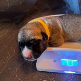 Boy 3 - Fawn male Anatolian Shepherd Dog puppy in Avon Park, Florida from Sandy Pines Homestead