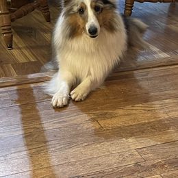 Maddie - Shetland Sheepdog