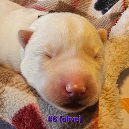 6 (olive) - White female Siberian Husky puppy in Dane, Wisconsin from Sunny Hurricane Siberians