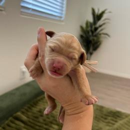 White collar - Apricot female Goldendoodle puppy in Surprise, Arizona from AZ Ohana Doodles