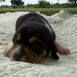 Donald - Black white and tan male Beagle puppy in Kinta, Oklahoma from Beaver Creek Kennels