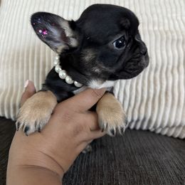 Shania - Tricolors female French Bulldog puppy in Rio Rancho, New Mexico from Aztec Lace Frenchies