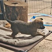 Belgian Laekenois Puppies from Cal Curly Coats Belgian Laekenois