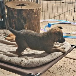 Belgian Laekenois Puppies from Cal Curly Coats Belgian Laekenois
