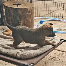 Belgian Laekenois Puppies from Cal Curly Coats Belgian Laekenois