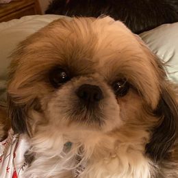 Johnny cash - Shih Tzu
