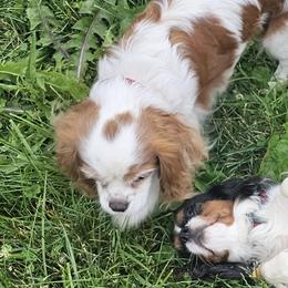 Cavalier King Charles Spaniels from Huntsman Cavaliers