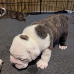 Charlie - Red brindle and white male Bulldog puppy in South Carolina from Heritage Bulldogs