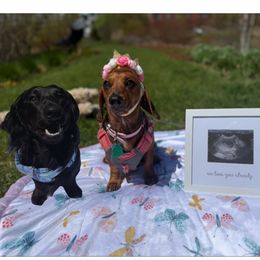 Mia - Dachshund