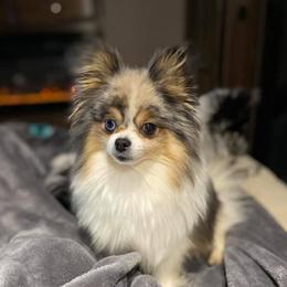 Scarlett - Pomeranian