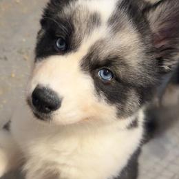 Aretha - Black and white female Siberian Husky puppy in Indianola, Mississippi from MS Wolf Mafia