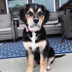 Bernese Mountain Dog, Golden Mountain Dog, and Golden Retriever Puppies from Grateful Bernese & Gage's Goldens