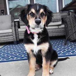 Bernese Mountain Dog, Golden Mountain Dog, and Golden Retriever Puppies from Grateful Bernese & Gage's Goldens
