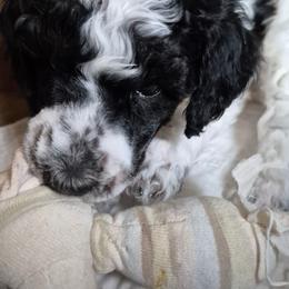 MOYEN Habenero - Parti male Poodle puppy in Milford, Michigan from Cuddley-Poods Moyen poodles