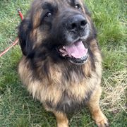 Tybear - Leonberger