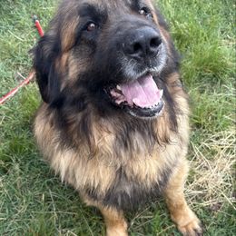 Tybear - Leonberger
