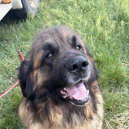 Tybear - Leonberger