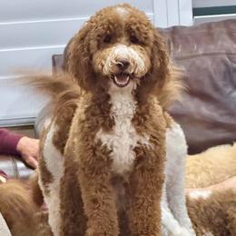 Payton - Goldendoodle
