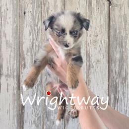 John - Blue merle male Miniature Australian Shepherd puppy in Dowagiac, Michigan from Wrightway Wigglebutts