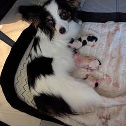 Lilly - Papillon