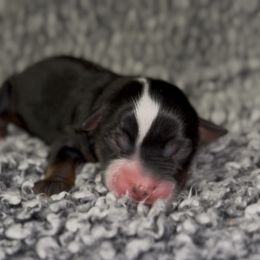 Bean - Black tri male Miniature Australian Shepherd puppy in Michie, Tennessee from Acton Aussies