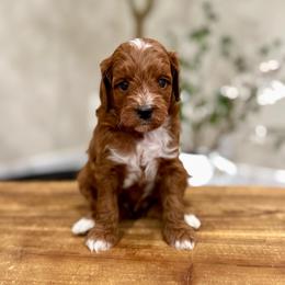 Churro boy - Red  male Goldendoodle puppy in Rio Linda, California from Plush Doodles