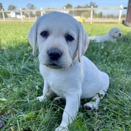 Green - Yellow male Labrador Retriever puppy in Medford, Oregon from Valley View English Labs