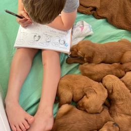 Boy6 - Dark golden male Golden Retriever puppy in Yucaipa, California from Blessed Goldens