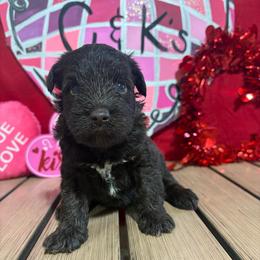Sawyer - Liver male Miniature Schnauzer puppy in Lufkin, Texas from C&K’s Schnauzer House