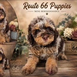 Boy 4, Patch - Merle male Bernedoodle puppy in Delphos, Ohio from Route 66 Puppies