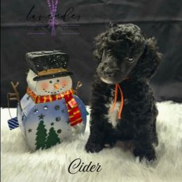 Cider - Black male Poodle puppy in Mancelona, Michigan from Lavender poodles & doodles
