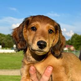 Eagle - Red male Dachshund puppy in Meadville, Pennsylvania from Four Seasons Dachshunds