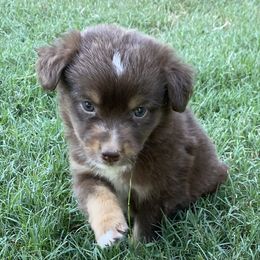 Boy 2 - Miniature Australian Shepherd puppy in Paris, Texas from Kuttin’ Up Mini Aussies