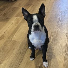 Boston Terriers from Vintage Boston Terriers