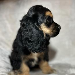 Dahlia - Black white and tan female Cocker Spaniel puppy in Roanoke, West Virginia from Blackberry Farm Cockers