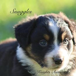 Snuggles - Black tri-color male Australian Shepherd puppy in Ceres, California from Knight's Aussies