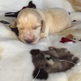 Eeyore - Cream male Dachshund puppy in Vancouver, Washington from Cascade Minis