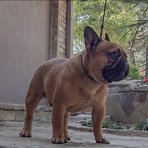 Willie - French Bulldog