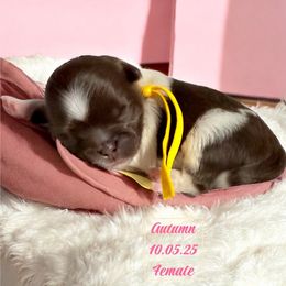 Autumn - Liver and white female Shih Tzu puppy in Hanford, California from MeMaw Shih Tzus