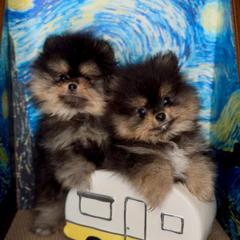 Diamond - Black and tan female Pomeranian puppy in Bonadelle Ranchos, California from Strawberry Puppies