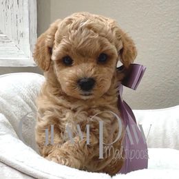 Sandy Rose - Apricot female Maltipoo puppy in Spring, Texas from GlamPaw Maltipoos