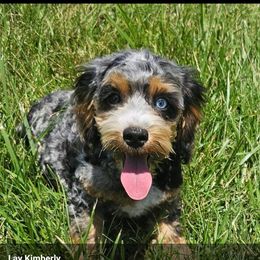 Cockapoo, Maltipoo, Morkie, and Yorkipoo Puppies from Mosaic Merle Doodles