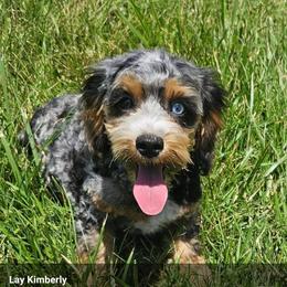 Cockapoo, Maltipoo, Morkie, and Yorkipoo Puppies from Mosaic Merle Doodles