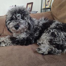Cavapoos, Cockapoos, Goldendoodles, and Poodles from Brooke Carlson