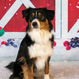 Colors - Miniature American Shepherd
