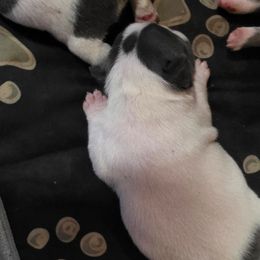 Girl 1 - White female French Bulldog puppy in Cabool, Missouri from Shannon French Bulldogs