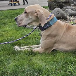 Brie - Great Dane
