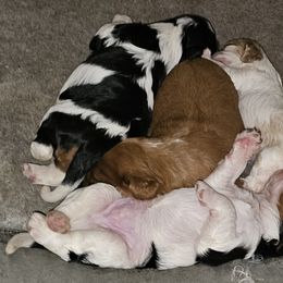 Cavalier King Charles Spaniel Puppies from Critter's Cottage Cavaliers